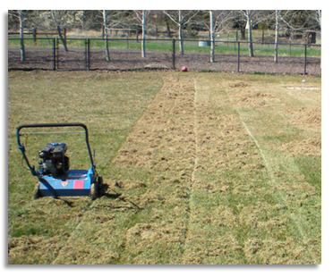 Thatching A Yard - DeThatch and Aeration Nelson Landscape Maintenance